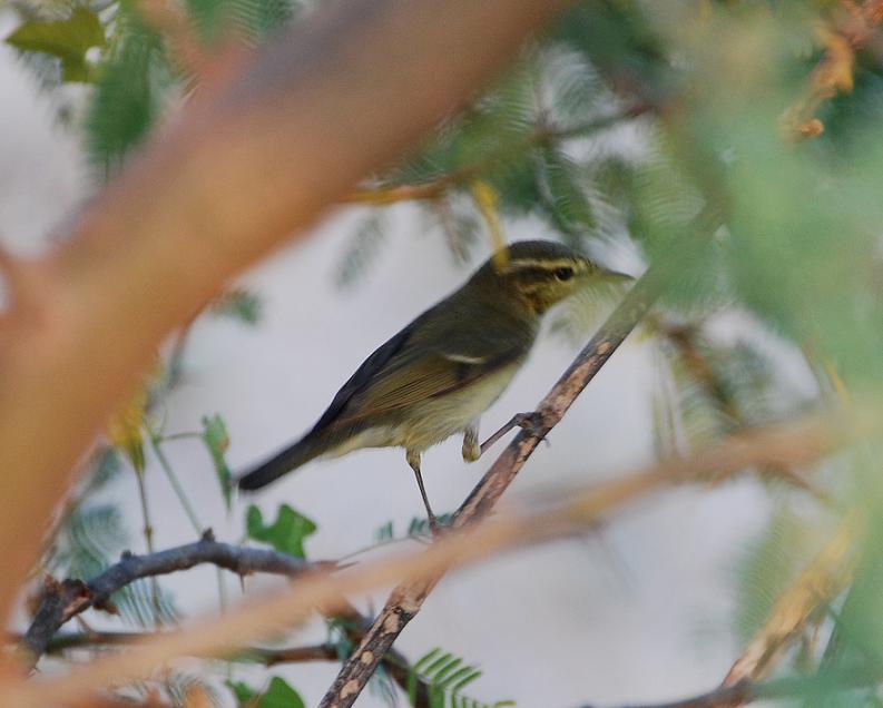 Large-billed Leaf Warbler 